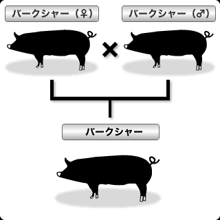 黒豚（♀）× 黒豚（♂） ＝ 黒豚（純粋１００％）